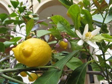 Il giardino con l'albero di limone del Monastero
