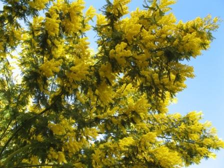 Mimosa in fiore
