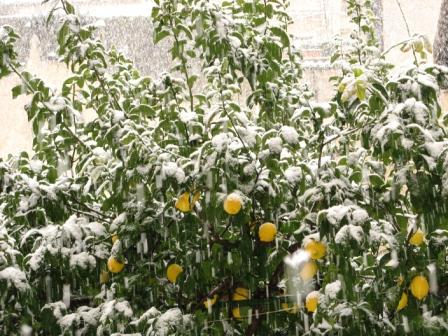 Giardino con neve